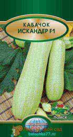 zucchini kung aling iba't ang mas mahusay