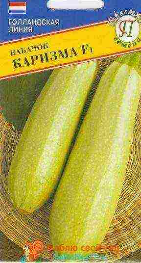 zucchini kung aling iba't ang mas mahusay