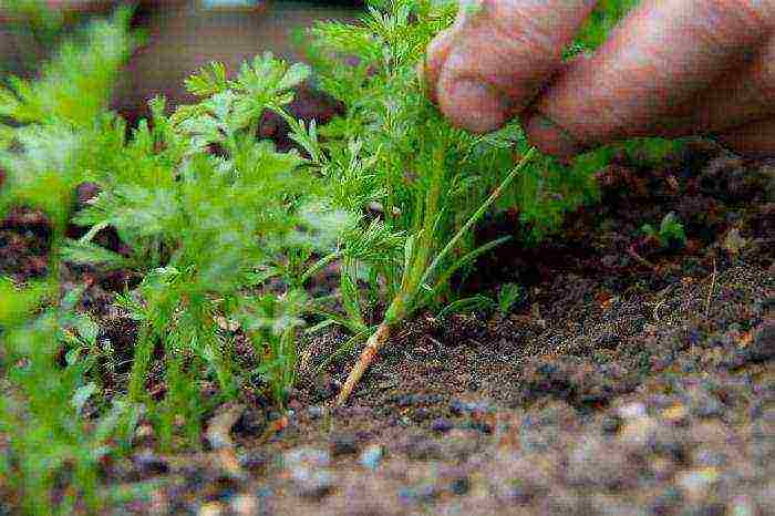 how often to water carrots outdoors after planting