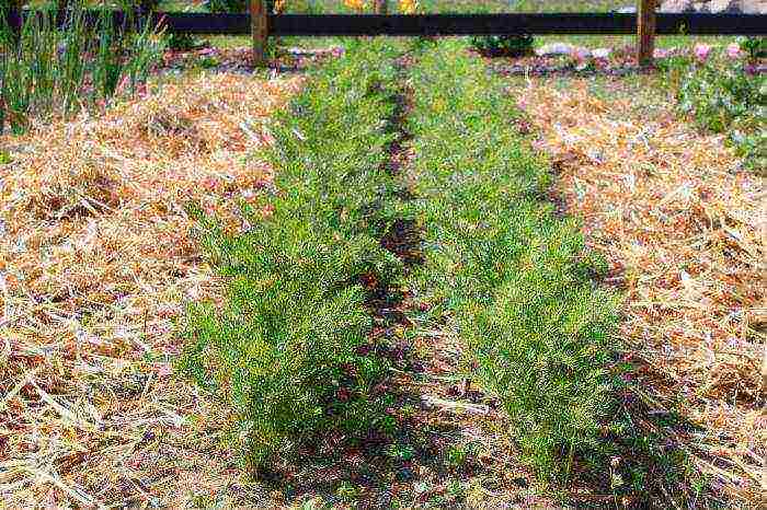 how often to water carrots outdoors after planting