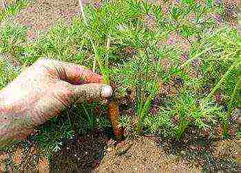 how often to water carrots outdoors after planting