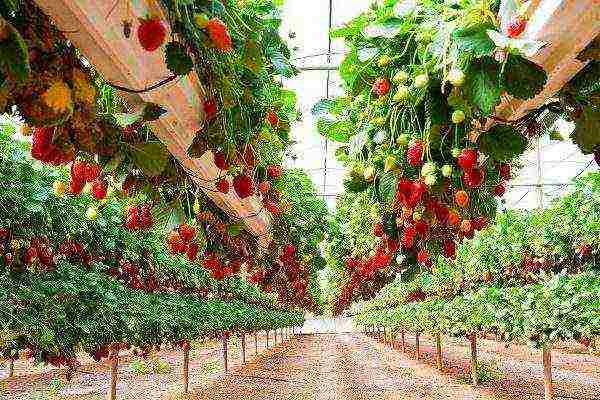 how long can strawberries grow in one place