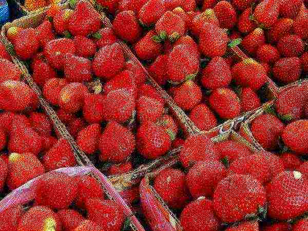 gaano katagal maaaring lumaki ang mga strawberry sa isang lugar