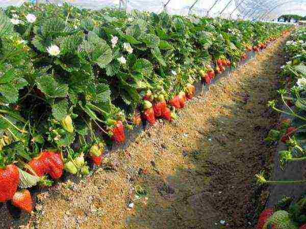 how long can strawberries grow in one place