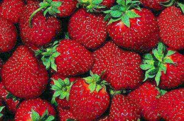 gaano katagal maaaring lumaki ang mga strawberry sa isang lugar