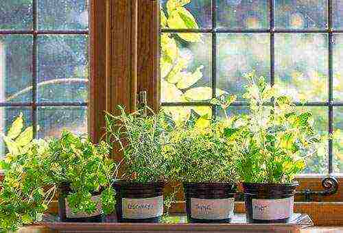 how to grow greens at home on the windowsill all year round