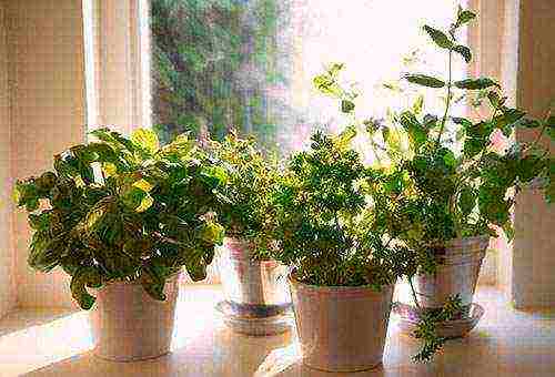 how to grow greens at home on the windowsill all year round