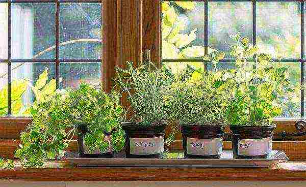 how to grow greens at home on the windowsill all year round