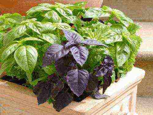 how to grow greens at home on the windowsill all year round