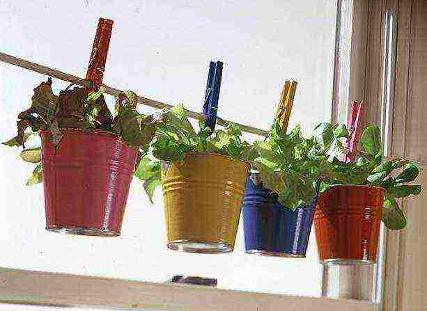 how to grow greens at home on the windowsill all year round