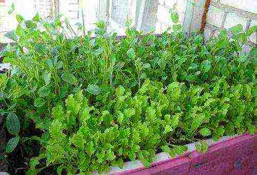 how to grow greens at home all year round