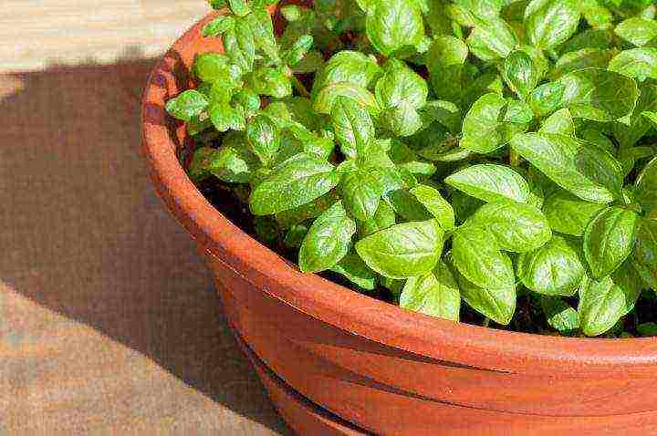 how to grow greens at home all year round