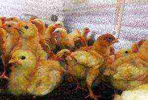 how best to grow broilers in cages or on the floor