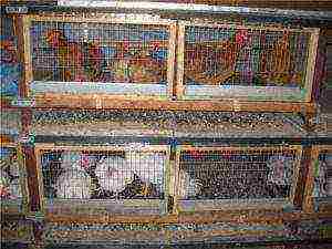 how best to raise broilers in cages or on the floor