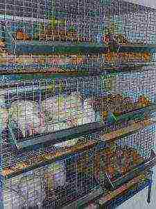 how best to grow broilers in cages or on the floor