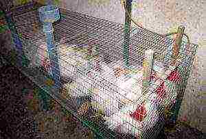 how best to raise broilers in cages or on the floor