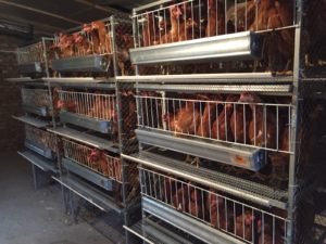 how best to raise broilers in cages or on the floor