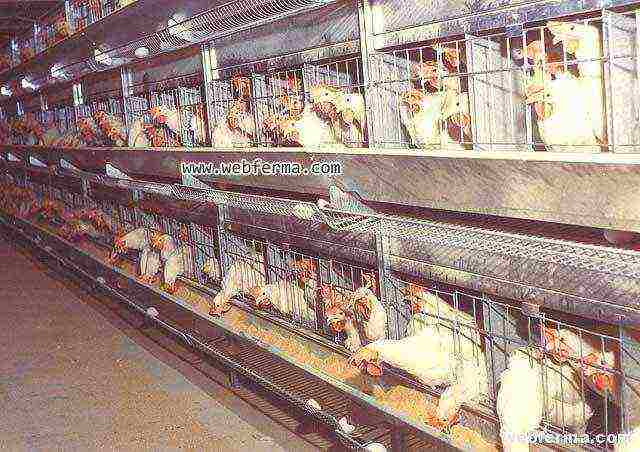 how best to raise broilers in cages or on the floor