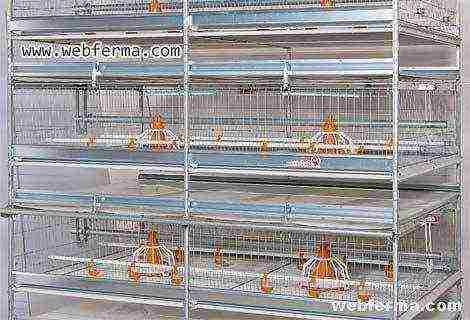 how best to grow broilers in cages or on the floor