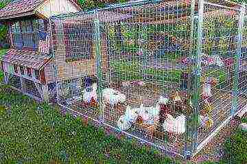 how best to grow broilers in cages or on the floor