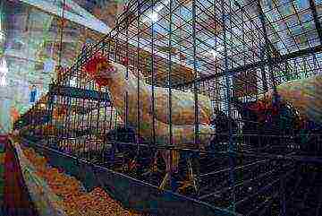 how best to grow broilers in cages or on the floor