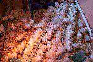 how best to grow broilers in cages or on the floor