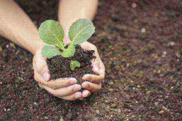 how best to grow cabbage with seedlings or seeds