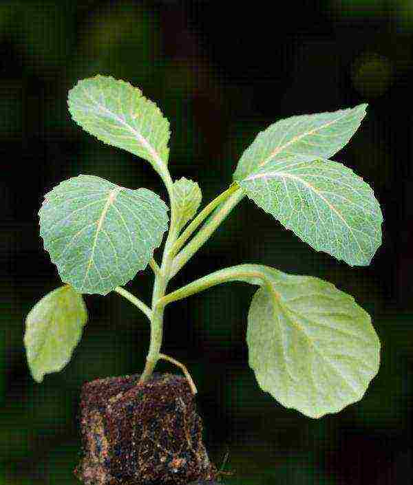 how best to grow cabbage with seedlings or seeds