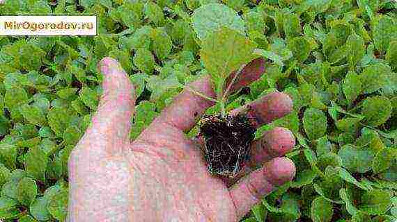 how best to grow cabbage with seedlings or seeds