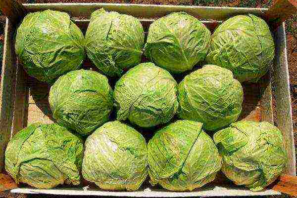 how best to grow cabbage with seedlings or seeds