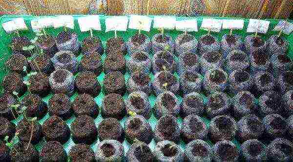 how best to grow cabbage with seedlings or seeds