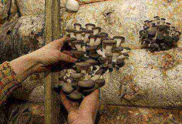 how you can grow mushrooms at home