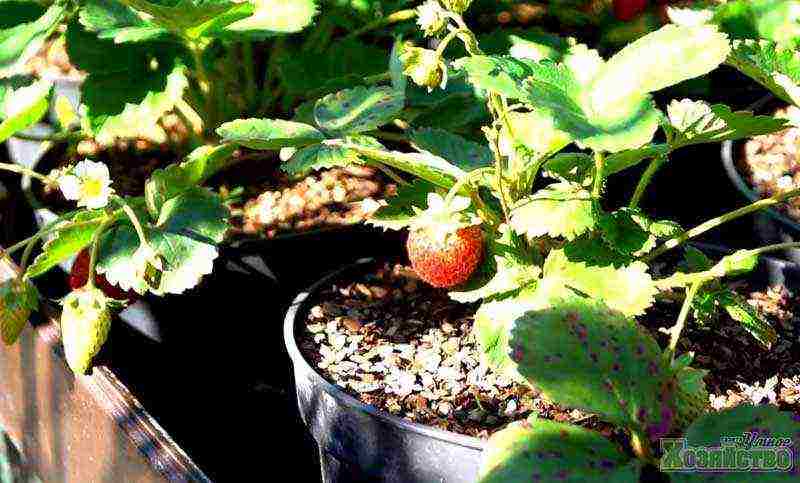 how can you grow strawberries in a small area