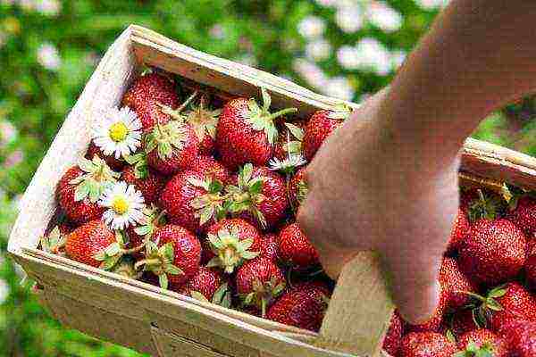 how can you grow strawberries in a small area