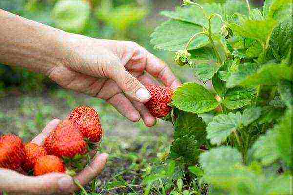 how can you grow strawberries in a small area