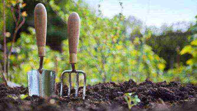 how can you grow strawberries in a small area