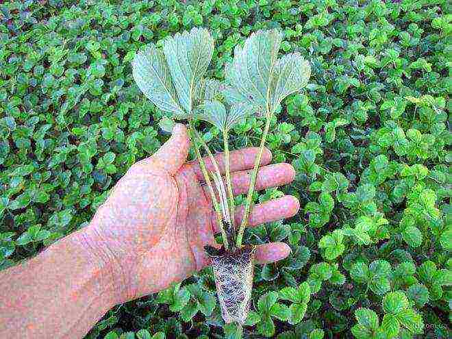 how can you grow strawberries in a small area