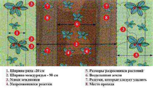 how can you grow strawberries in a small area