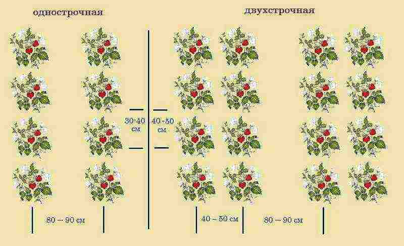 how can you grow strawberries in a small area