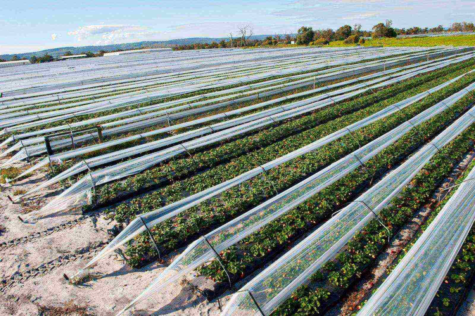 how can you grow strawberries in a small area