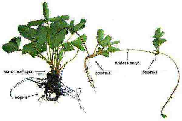 how can you grow strawberries in a small area