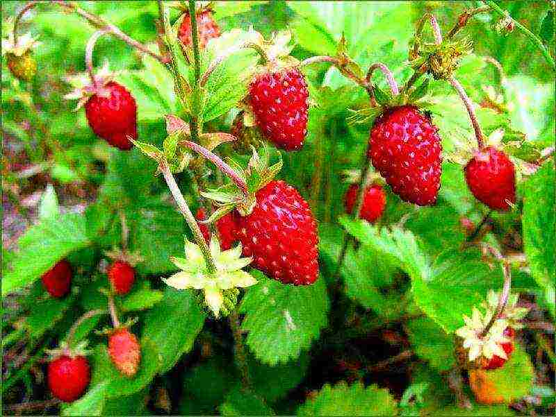 how can you grow strawberries in a small area