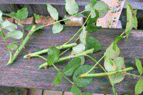 how you can grow roses by cuttings in the fall