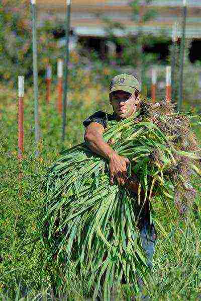 what are the names of the specialists who grow vegetables