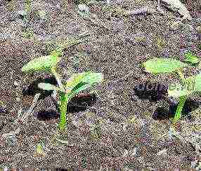 kako pripremiti tlo za sadnju krastavaca u otvoreno tlo