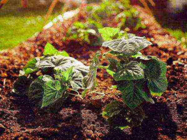 how to prepare the soil for planting cucumbers in open ground