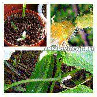 how to prepare the soil for planting cucumbers in open ground