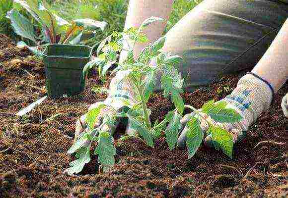 how to prepare the soil for planting tomatoes in open ground