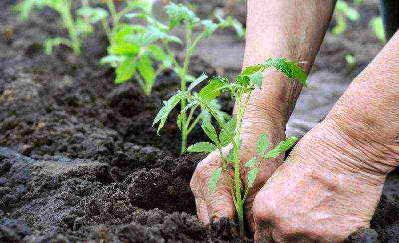 how to prepare the soil for planting tomatoes in open ground