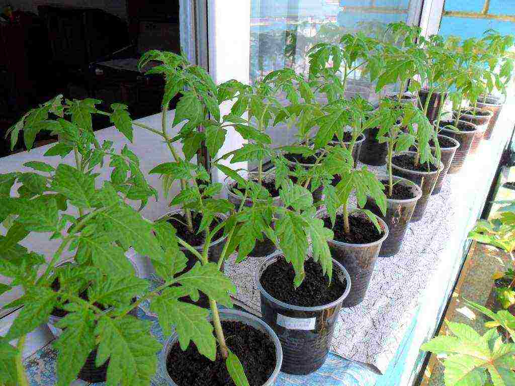 how to prepare the soil for planting tomatoes in open ground